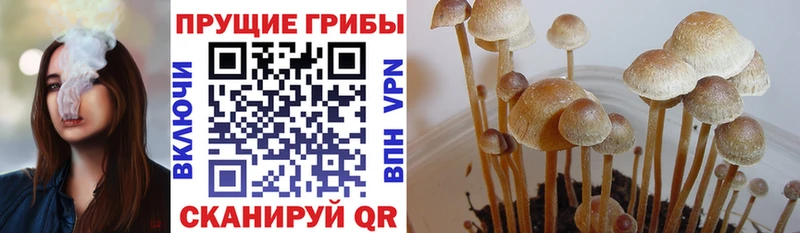 Псилоцибиновые грибы Psilocybe  Балашов 